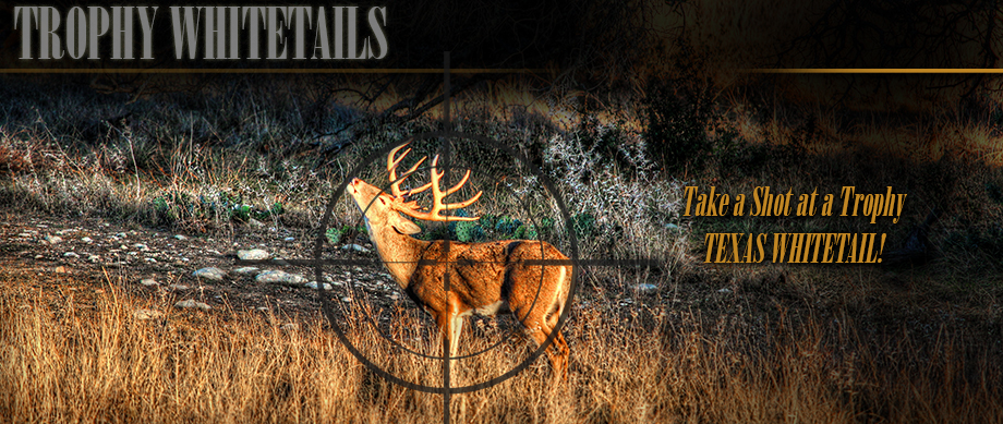 Trophy Whitetails in Texas